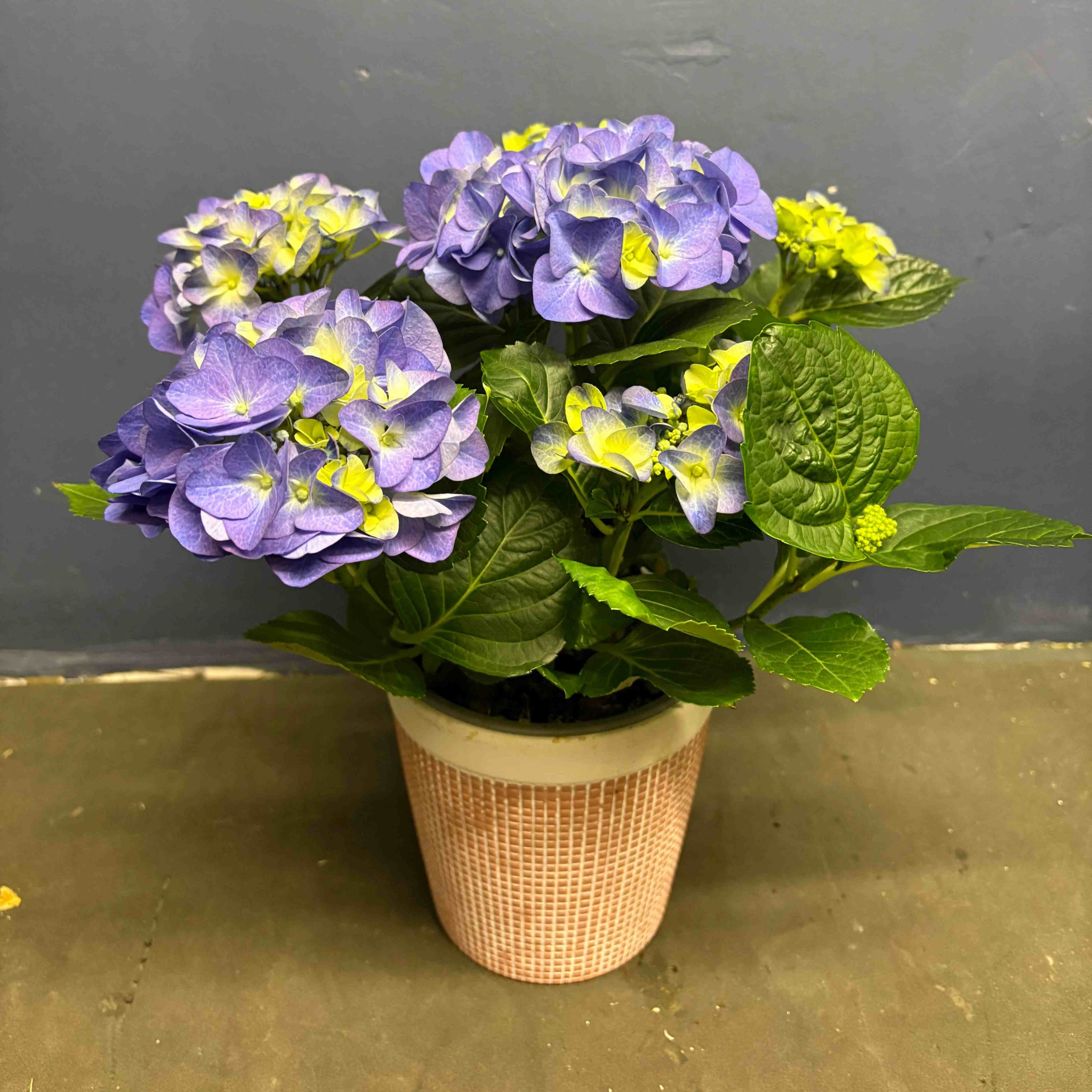 Seasonal Planted Arrangements