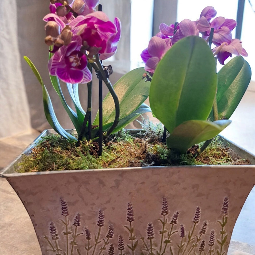 Seasonal Planted Arrangements