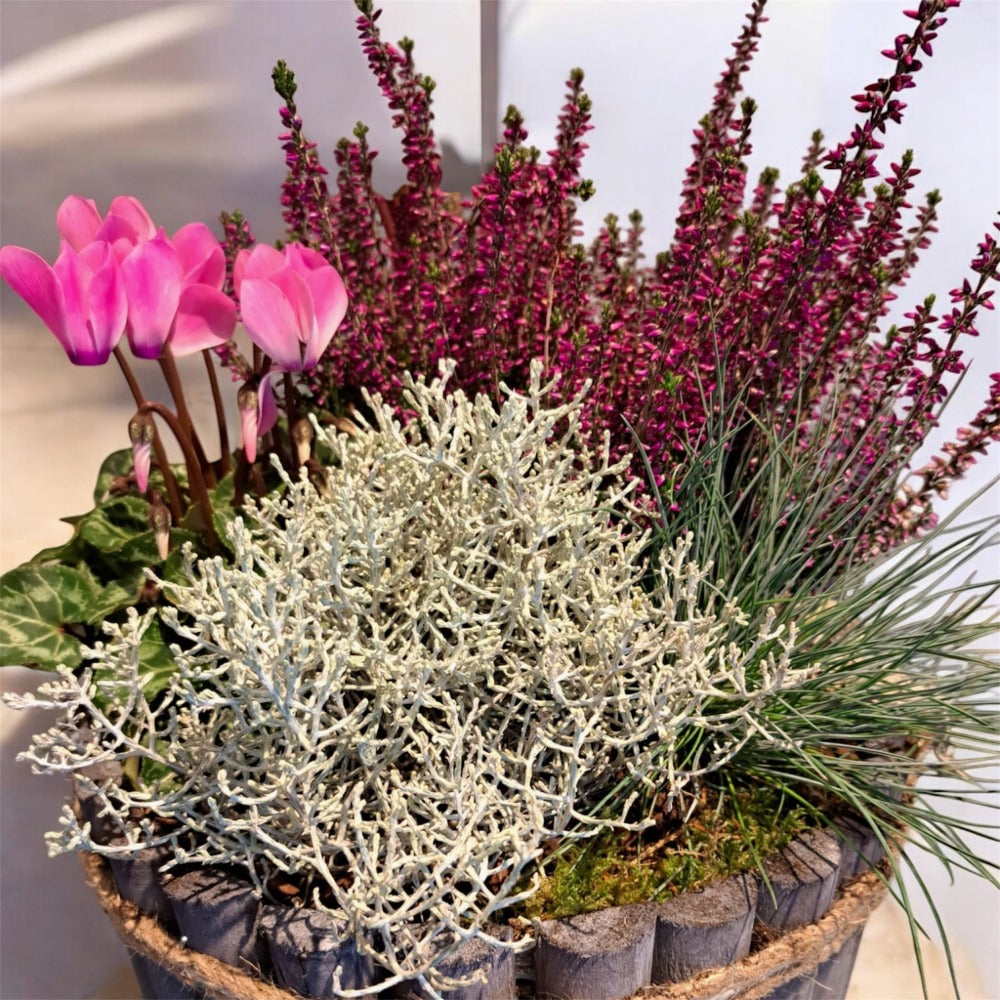 Seasonal Planted Arrangements