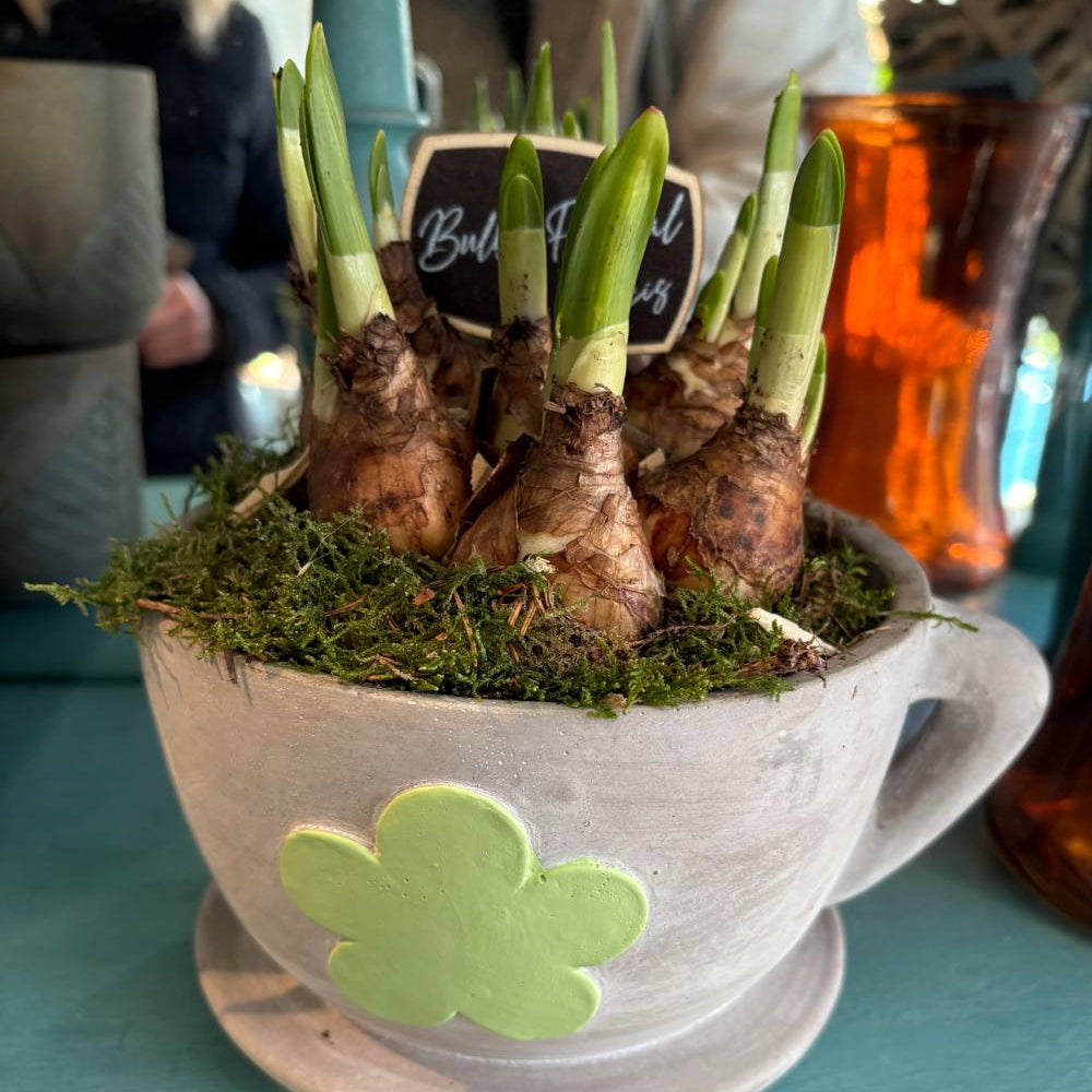 Seasonal Planted Arrangements