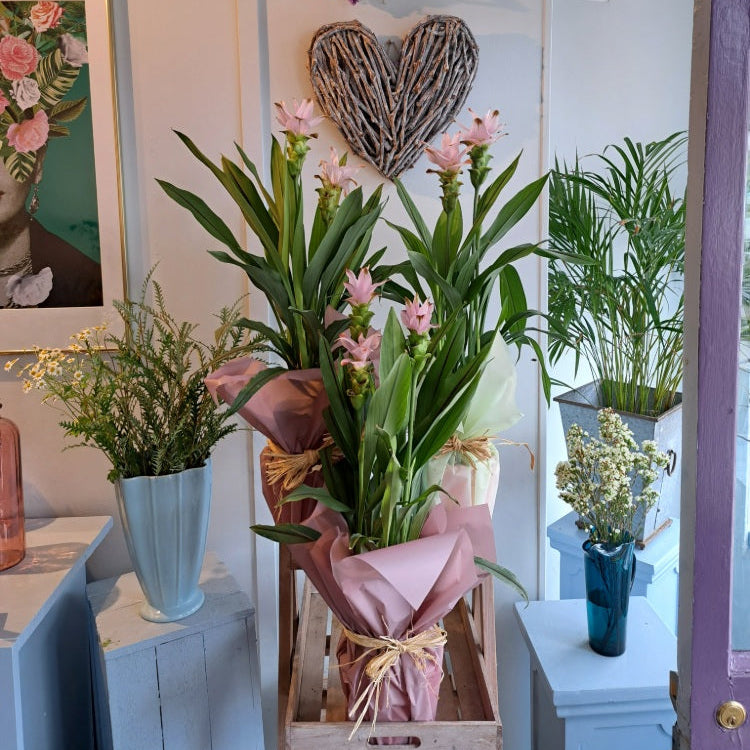 Seasonal Planted Arrangements