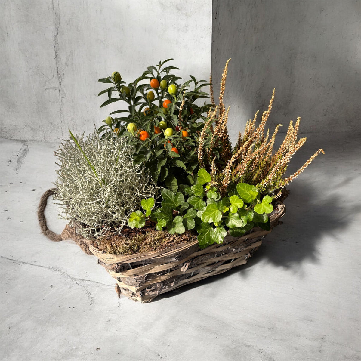 Seasonal Planted Arrangements
